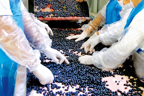 Seleção manual de uvas